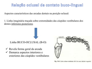 Aspectos característicos das arcadas dentais na posição oclusal:
1. Linha imaginária traçada sobre extremidades das cúspides vestibulares dos
dentes inferiores posteriores
Linha BUCO-OCLUSAL (B-O)
 Revela forma geral da arcada
 Demarca aspectos interiores e
exteriores das cúspides vestibulares
 