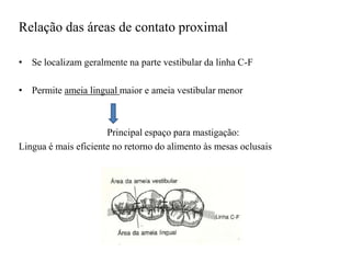 Relação das áreas de contato proximal
• Se localizam geralmente na parte vestibular da linha C-F
• Permite ameia lingual maior e ameia vestibular menor
Principal espaço para mastigação:
Lingua é mais eficiente no retorno do alimento às mesas oclusais
 