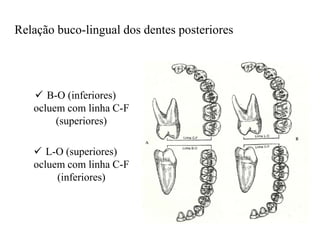 Relação buco-lingual dos dentes posteriores
 B-O (inferiores)
ocluem com linha C-F
(superiores)
 L-O (superiores)
ocluem com linha C-F
(inferiores)
 