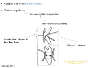 • Complexo de forças multidirecionais
• Desde a erupção
Musculatura circundante
Forças opostas em equilibrio
(OKESON,1992)
 