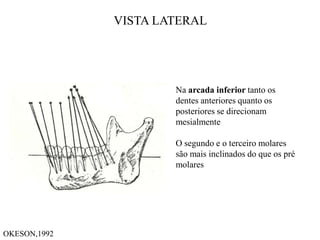 VISTA LATERAL
Na arcada inferior tanto os
dentes anteriores quanto os
posteriores se direcionam
mesialmente
O segundo e o terceiro molares
são mais inclinados do que os pré
molares
OKESON,1992
 