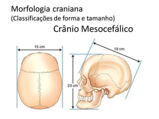 POSICIONAMENTO RADIOGRAFICO E ANATOMIA DO CRÂNIO E FACE .pdf
