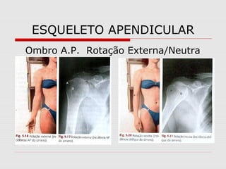 ESQUELETO APENDICULAR
Ombro A.P. Rotação Externa/Neutra

 