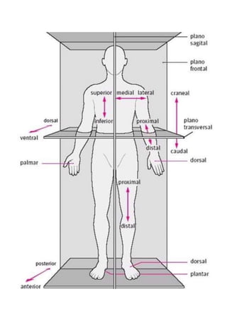 Posicion anatómica ejes planos