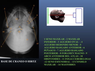 Formane Rasgado Posiciones del Cráneo | PPT