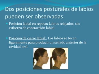 Labio Reposo Posicion labial y su significado en el plan de tratamiento | PPTX