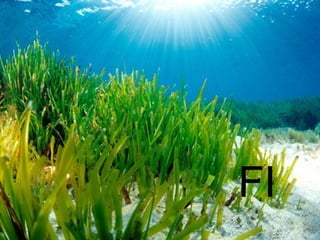 FI
 