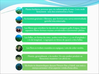 Els fons marí: la posidònia oceànica