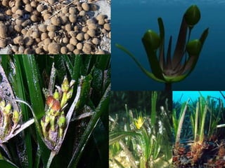 Els fons marí: la posidònia oceànica