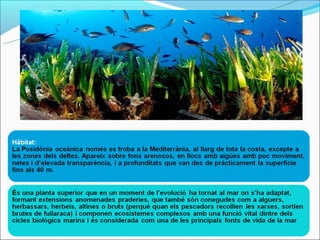 Els fons marí: la posidònia oceànica