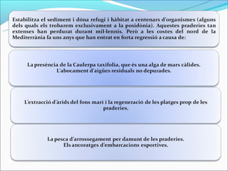 Els fons marí: la posidònia oceànica