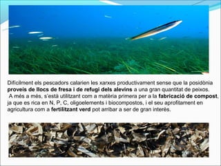 Difícilment els pescadors calarien les xarxes productivament sense que la posidònia
proveís de llocs de fresa i de refugi dels alevins a una gran quantitat de peixos.
 A més a més, s’està utilitzant com a matèria primera per a la fabricació de compost,
ja que es rica en N, P, C, oligoelements i biocompostos, i el seu aprofitament en
agricultura com a fertilitzant verd pot arribar a ser de gran interès.
 