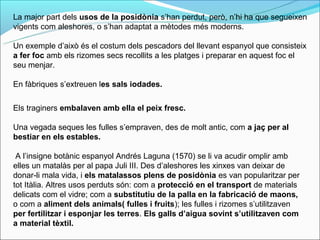 La major part dels usos de la posidònia s’han perdut, però, n’hi ha que segueixen
vigents com aleshores, o s’han adaptat a mètodes més moderns.

Un exemple d’això és el costum dels pescadors del llevant espanyol que consisteix
a fer foc amb els rizomes secs recollits a les platges i preparar en aquest foc el
seu menjar.

En fàbriques s’extreuen les sals iodades.

Els traginers embalaven amb ella el peix fresc.

Una vegada seques les fulles s’empraven, des de molt antic, com a jaç per al
bestiar en els estables.

 A l’insigne botànic espanyol Andrés Laguna (1570) se li va acudir omplir amb
elles un matalàs per al papa Juli III. Des d’aleshores les xinxes van deixar de
donar-li mala vida, i els matalassos plens de posidònia es van popularitzar per
tot Itàlia. Altres usos perduts són: com a protecció en el transport de materials
delicats com el vidre; com a substitutiu de la palla en la fabricació de maons,
o com a aliment dels animals( fulles i fruits); les fulles i rizomes s’utilitzaven
per fertilitzar i esponjar les terres. Els galls d’aigua sovint s’utilitzaven com
a material tèxtil.
 