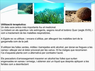 Utilització terapèutica:
Un dels usos antics més importants fou el medicinal.
La trobem en els aperitius i els astringents, segons recull el botànic Quer (segle XVIII), i
com a tractament de les malalties respiratòries.

A Egipte es va utilitzar, i encara s’utilitza, per alleugerir les malalties tant de la
gargamella com de la pell.

S’utilitzen les fulles verdes, mòltes i barrejades amb alcohol, per donar-se fregues a les
cames i alleujar així el dolor provocat per les varius. Hi ha metges que recomanen
l’ús d’aquesta planta com a alternativa per combatre l’acné.

Els pescadors d’arrossegament maceren en alcohol les fulles que surten
enganxades en xarxes i ormeigs, i obtenen així un líquid que després apliquen a les
ferides com a desinfectant
 