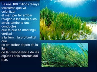 Fa uns 100 milions d'anys
terrestres que va 
colonitzar
el mar, per fer arribar 
l'oxigen a les fulles a les 
arrels tambe te uns 
conductes
que fa que es mantingui 
vertical
a la llum. I la profunditat 
que 
es pot trobar depen de la 
llum,
de la transpàrencia de les 
aigües i dels corrents del 
mar.
 