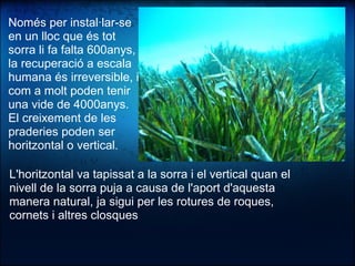 Només per instal·lar-se
en un lloc que és tot
sorra li fa falta 600anys,
la recuperació a escala
humana és irreversible, i
com a molt poden tenir
una vide de 4000anys.
El creixement de les
praderies poden ser
horitzontal o vertical.
L'horitzontal va tapissat a la sorra i el vertical quan el
nivell de la sorra puja a causa de l'aport d'aquesta
manera natural, ja sigui per les rotures de roques,
cornets i altres closques
 