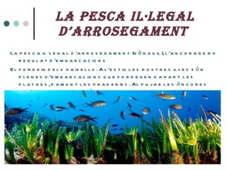 LA PESCA IL·LEGAL D’ARROSEGAMENT   <ul><li>La pesca il·legal d’arrosegament (gànguil), l’ancorage no regulat d’embarcacion...