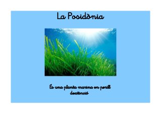 La Posidònia
És una planta marina en perill
d'extinció
 