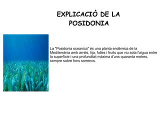 EXPLICACIÒ DE LA  POSIDONIA La "Posidonia oceanica" és una planta endèmica de la Mediterrània amb arrels, tija, fulles i fruits que viu sota l'aigua entre la superfície i una profunditat màxima d'uns quaranta metres, sempre sobre fons sorrencs. 