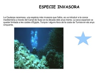 ESPECIE INVASORA La Caulerpa racemosa, una espècia més invasora que l'altra, es va introduir a la conca mediterrània a través del Canal de Suez en la dècada dels anys trenta. La seva expansió va quedar limitada a les costes d'Egipte, Turquia i alguns llocs de la costa de Tunísia en els anys cinquanta. 