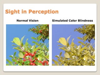 Normal Vs Color Disoriented Colors and Theory of Knowledge | PPTX