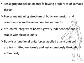 • Tensegrity model delineates following properties of somatic
tissue:
 Forces maintaining structure of body are tension and
compression and have no bending moments
 Structural integrity of body is gravity independent and is
stable with flexible joints
 Body is a functional unit; forces applied at any one point
are transmitted uniformly and instantaneously throughout
entire body
 