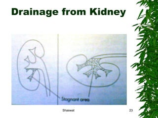 Drainage from Kidney Shaswat Shaswat 