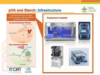 Positioning CIAT as leader in next generation breeding for roots, tubers and bananas