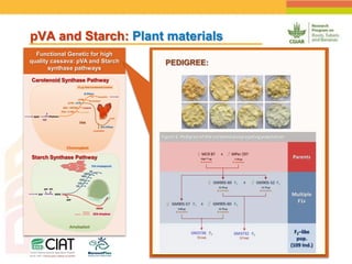 Positioning CIAT as leader in next generation breeding for roots, tubers and bananas