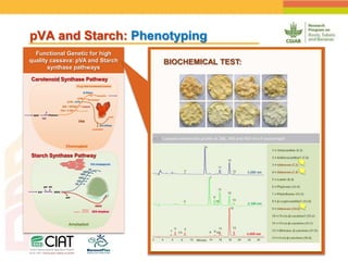 Positioning CIAT as leader in next generation breeding for roots, tubers and bananas