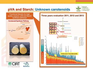 Positioning CIAT as leader in next generation breeding for roots, tubers and bananas
