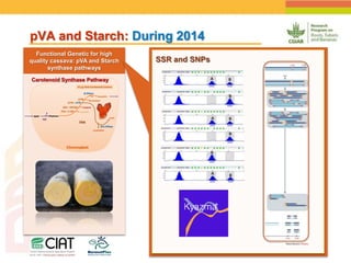 Positioning CIAT as leader in next generation breeding for roots, tubers and bananas