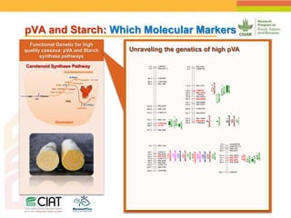 Positioning CIAT as leader in next generation breeding for roots, tubers and bananas
