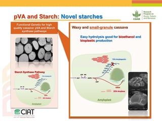Positioning CIAT as leader in next generation breeding for roots, tubers and bananas