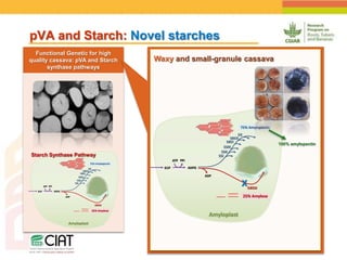 Positioning CIAT as leader in next generation breeding for roots, tubers and bananas
