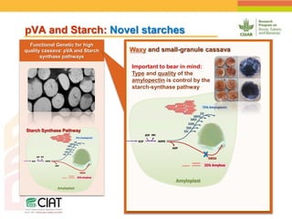 Positioning CIAT as leader in next generation breeding for roots, tubers and bananas