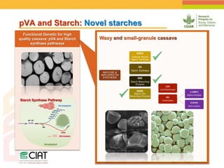 Positioning CIAT as leader in next generation breeding for roots, tubers and bananas