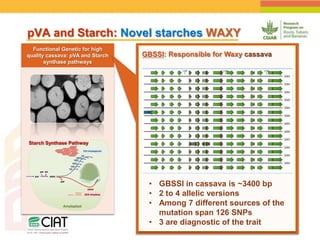 Positioning CIAT as leader in next generation breeding for roots, tubers and bananas