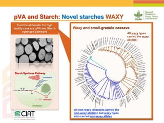 Positioning CIAT as leader in next generation breeding for roots, tubers and bananas