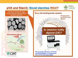 Positioning CIAT as leader in next generation breeding for roots, tubers and bananas