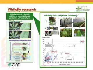 Positioning CIAT as leader in next generation breeding for roots, tubers and bananas