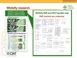Positioning CIAT as leader in next generation breeding for roots, tubers and bananas