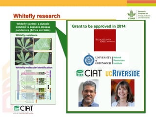 Positioning CIAT as leader in next generation breeding for roots, tubers and bananas