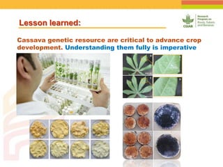 Positioning CIAT as leader in next generation breeding for roots, tubers and bananas