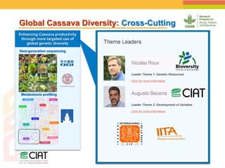 Positioning CIAT as leader in next generation breeding for roots, tubers and bananas