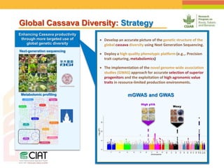 Positioning CIAT as leader in next generation breeding for roots, tubers and bananas