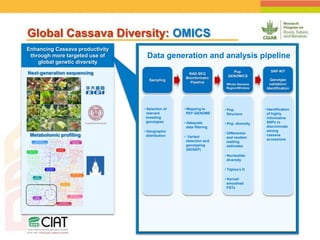 Positioning CIAT as leader in next generation breeding for roots, tubers and bananas