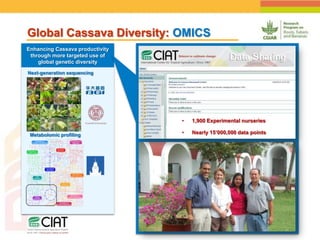 Positioning CIAT as leader in next generation breeding for roots, tubers and bananas