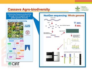 Positioning CIAT as leader in next generation breeding for roots, tubers and bananas
