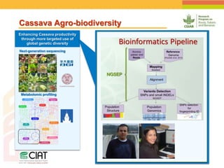 Positioning CIAT as leader in next generation breeding for roots, tubers and bananas